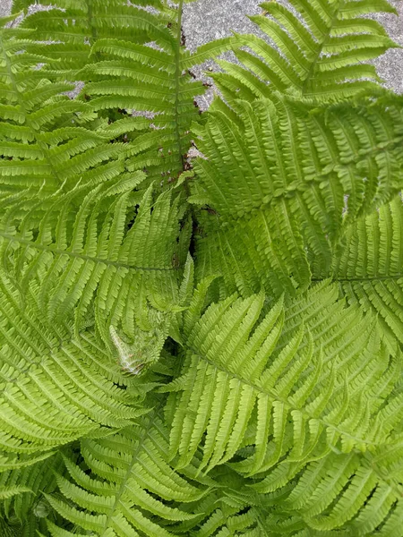 Gros Plan Des Feuilles Fougère Fraîche Dans Forêt — Photo