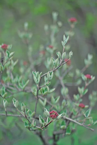 Belles Branches Arbres Avec Des Feuilles Printemps — Photo