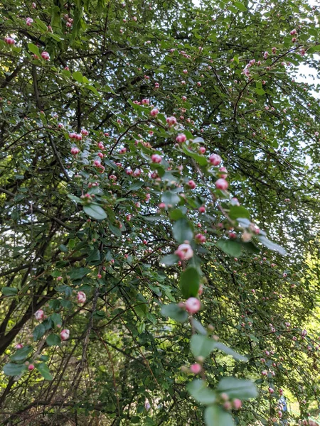 Belas Folhas Árvores Frescas Botões Primavera — Fotografia de Stock