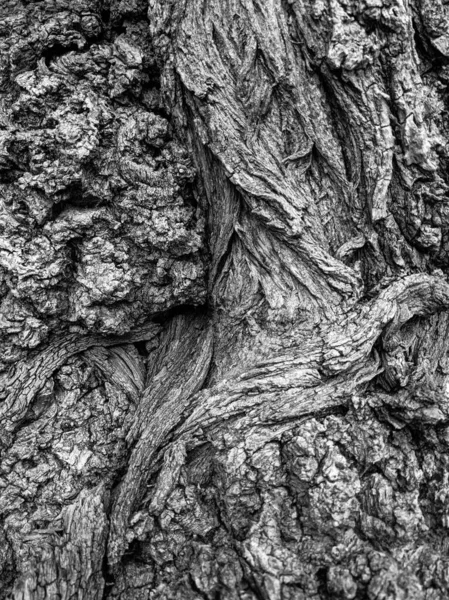 Vicino Albero Tronco Texture Sfondo Legno — Foto Stock