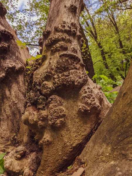Close Δέντρο Κορμό Φόντο Υφή Ξύλο — Φωτογραφία Αρχείου