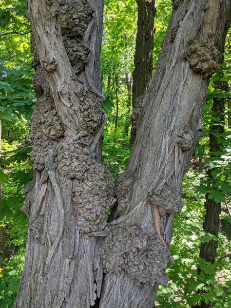 Baumstamm Aus Nächster Nähe Holz — Stockfoto