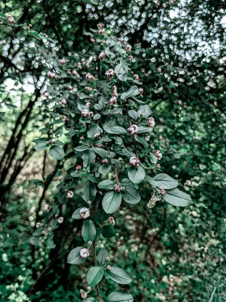 Красиве Свіже Дерево Листя Бутони Навесні — стокове фото