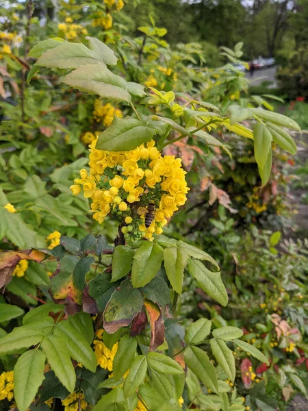 Gros Plan Des Feuilles Des Fleurs Fraîches Dans Parc — Photo