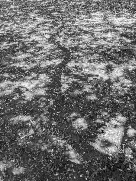 Sakura Blossom Petals Graund Park — Stock Photo, Image