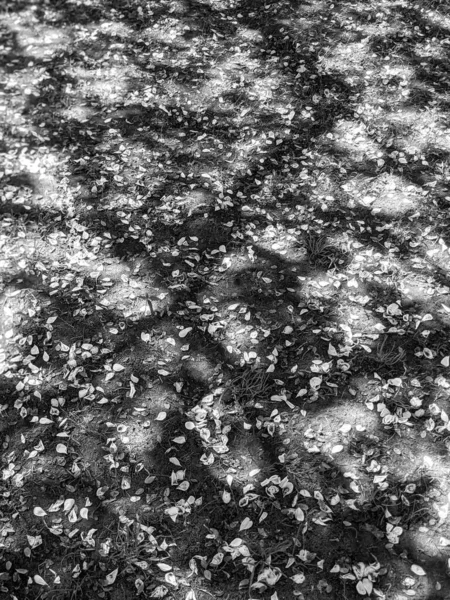 公園の地面に桜の花びら — ストック写真