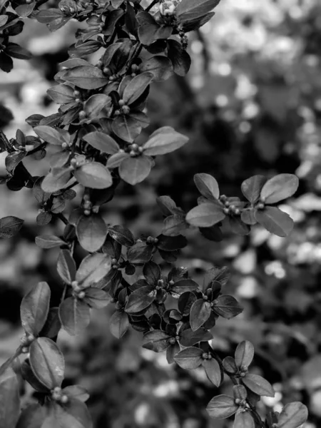 Güzel Taze Ağaç Yaprakları Tomurcukları Baharda — Stok fotoğraf