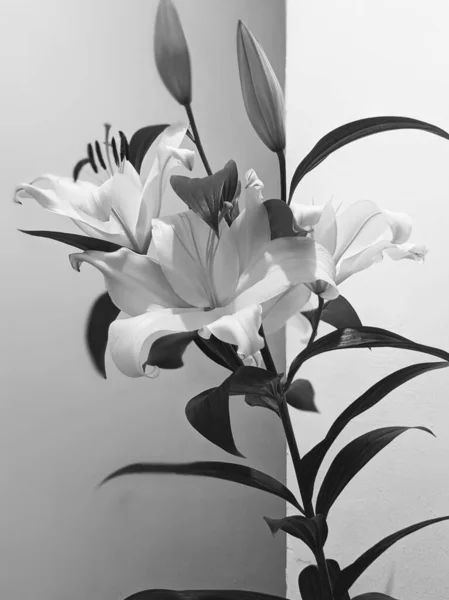 Lindos Lírios Brancos Flores Close — Fotografia de Stock