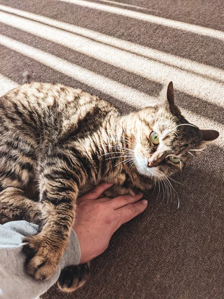 Person Playing Cute Domestic Cat Home Indoors — Stock Photo, Image