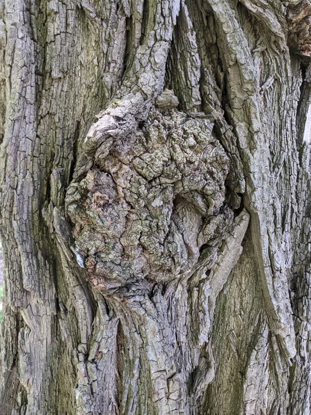 Закрыть Дерево Ствол Текстуры Фона Дерево — стоковое фото