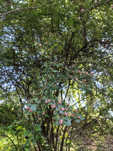 Όμορφα Φρέσκα Φύλλα Και Μπουμπούκια Δέντρων Την Άνοιξη — Φωτογραφία Αρχείου