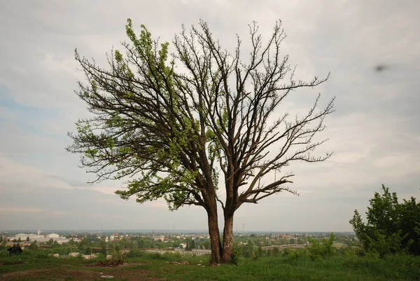 Bellissimi Rami Albero Con Foglie Primavera — Foto Stock