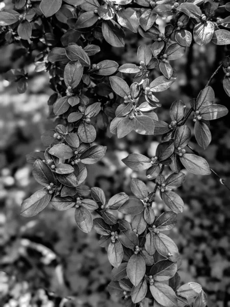 Belles Feuilles Bourgeons Arbres Frais Printemps — Photo