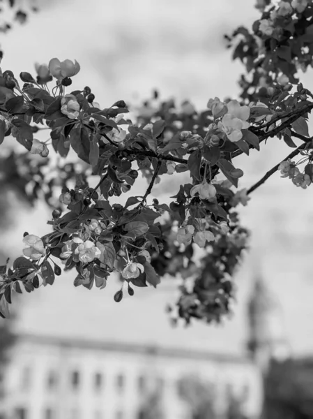 Lkbaharda Yaprakları Çiçekleri Olan Güzel Ağaç Dalları — Stok fotoğraf