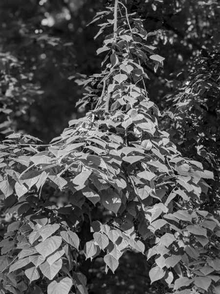 Baharda Güzel Ağaç Dalları — Stok fotoğraf