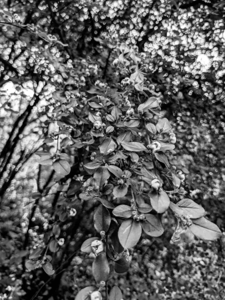 Красивые Свежие Листья Бутоны Деревьев Весной — стоковое фото