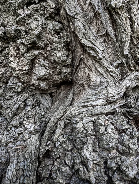 Gros Plan Arbre Tronc Texture Fond Bois — Photo