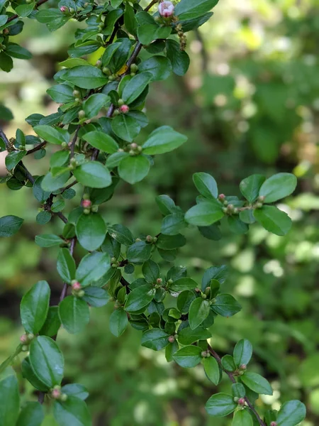 Belas Folhas Árvores Frescas Botões Primavera — Fotografia de Stock