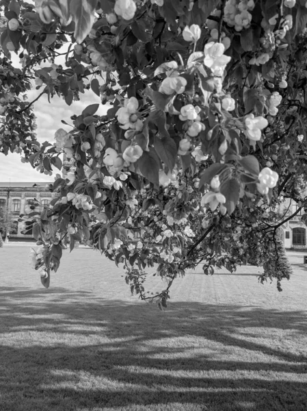 Lindos Galhos Árvores Com Folhas Flores Primavera — Fotografia de Stock