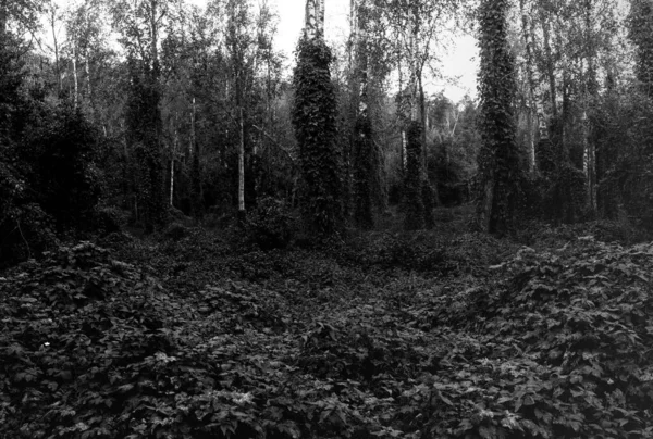 Árvores Bonitas Com Folhas Primavera Floresta — Fotografia de Stock