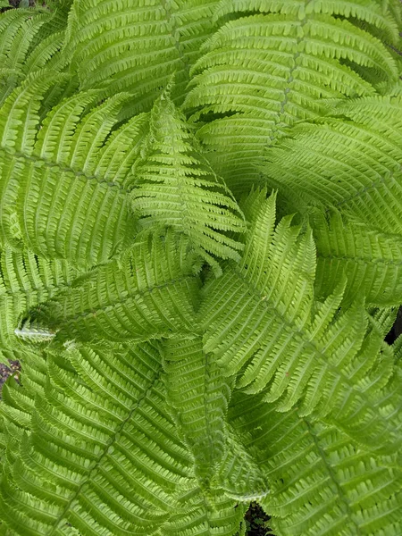 Primer Plano Las Hojas Helecho Fresco Bosque — Foto de Stock