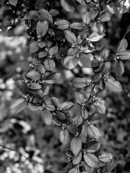 Beautiful Fresh Tree Leaves Buds Spring — Stock Photo, Image