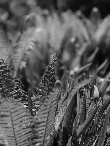 森林里新鲜蕨叶的特写镜头 — 图库照片