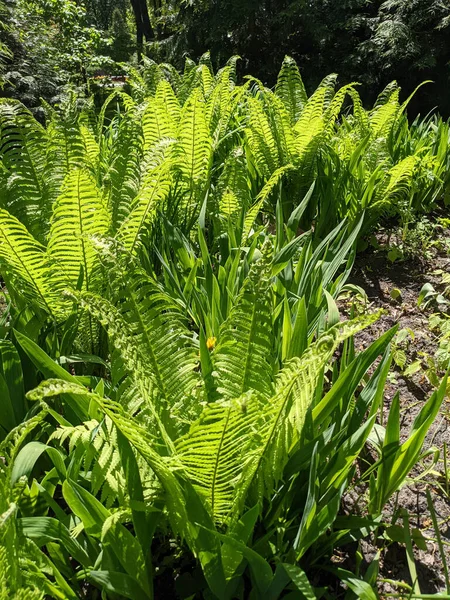 Close Tiro Folhas Samambaia Fresca Floresta — Fotografia de Stock