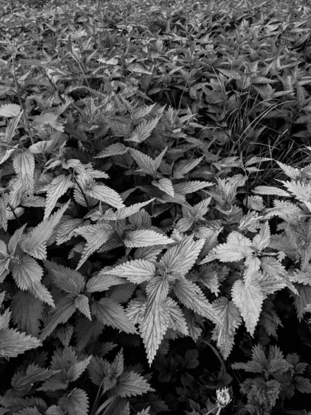 Primer Plano Hojas Ortiga Fresca Bosque — Foto de Stock