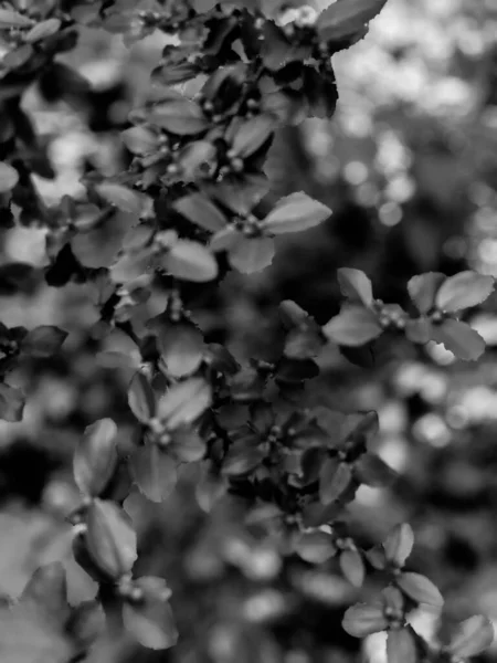 Schöne Frische Blätter Und Knospen Frühling — Stockfoto
