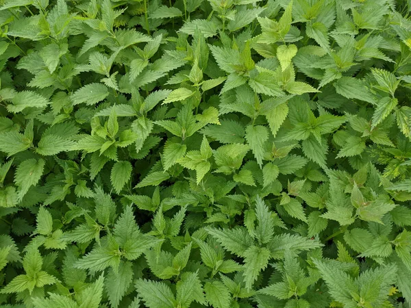 Close Shot Fresh Nettle Leaves Forest — Stock Photo, Image