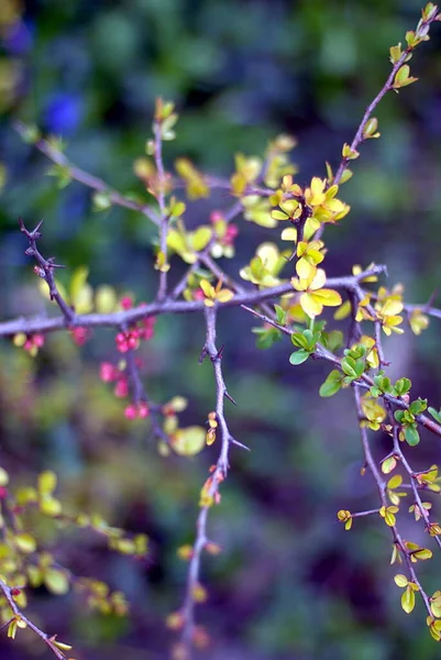 Belles Branches Arbres Avec Des Feuilles Printemps — Photo