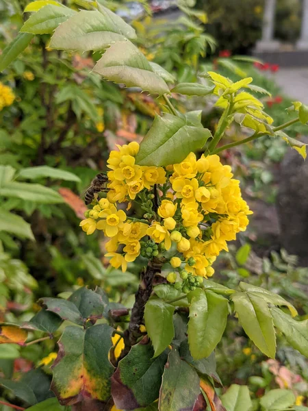 Close Van Verse Bladeren Bloemen Het Park — Stockfoto