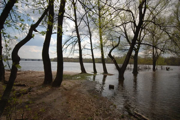 Красивый Снимок Весеннего Парка — стоковое фото