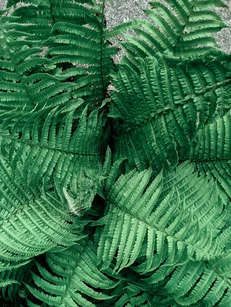 Gros Plan Des Feuilles Fougère Fraîche Dans Forêt — Photo