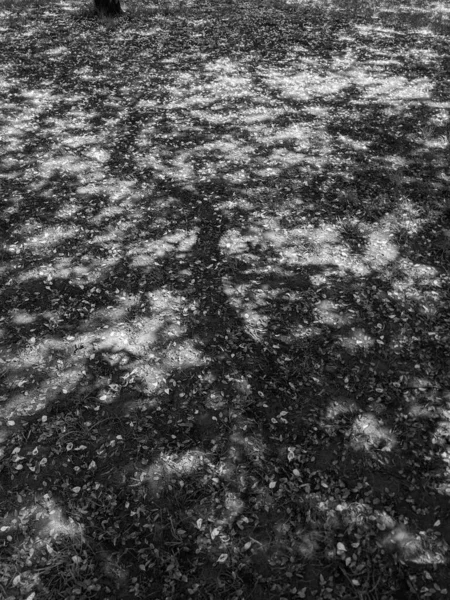 公園の地面に桜の花びら — ストック写真