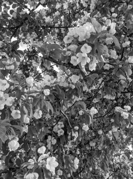 Lindos Galhos Árvores Com Folhas Flores Primavera — Fotografia de Stock