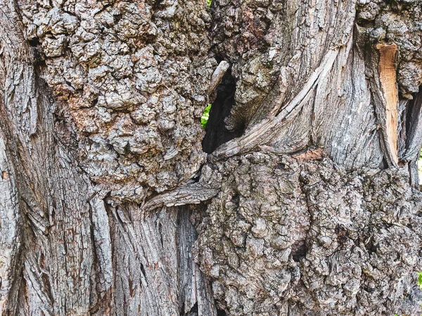 Vicino Albero Tronco Texture Sfondo Legno — Foto Stock