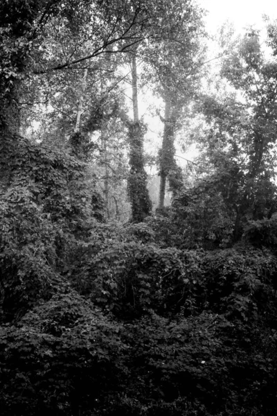 Árvores Bonitas Com Folhas Primavera Floresta — Fotografia de Stock