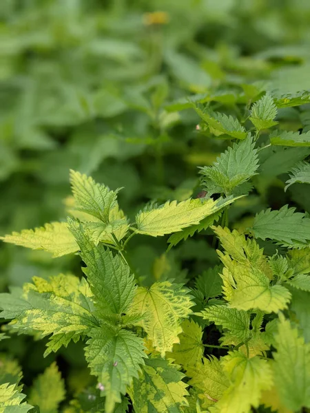 Primer Plano Hojas Ortiga Fresca Bosque — Foto de Stock