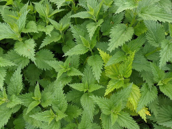 close up shot of  fresh  nettle  leaves in forest 