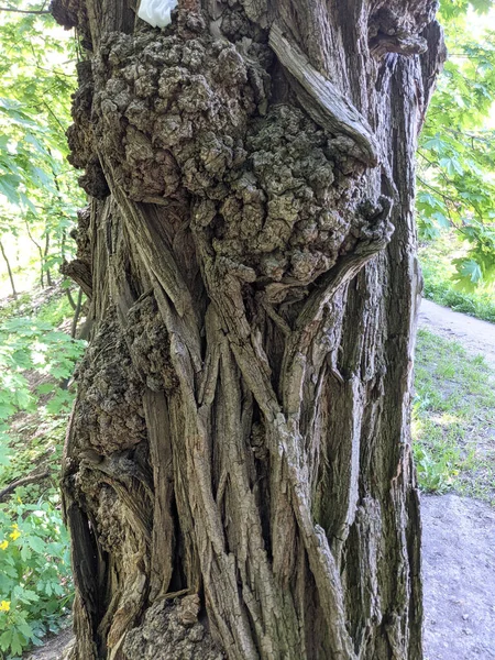 Gros Plan Arbre Tronc Texture Fond Bois — Photo