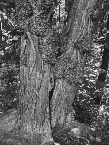 Zavřít Kmen Stromu Dřevo — Stock fotografie