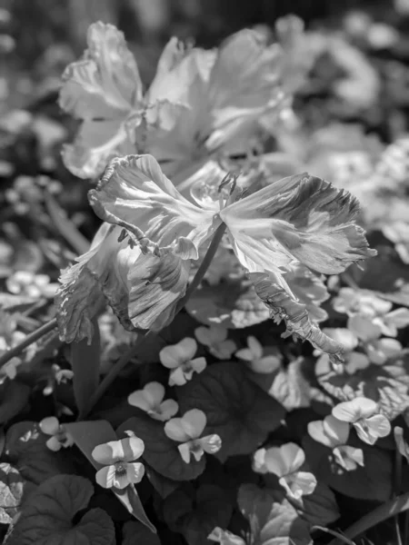 Hermosos Tulipanes Flores Creciendo Primavera —  Fotos de Stock