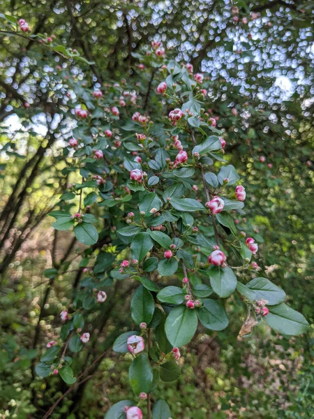 Beautiful Fresh Tree Leaves Buds Spring — Stock Photo, Image