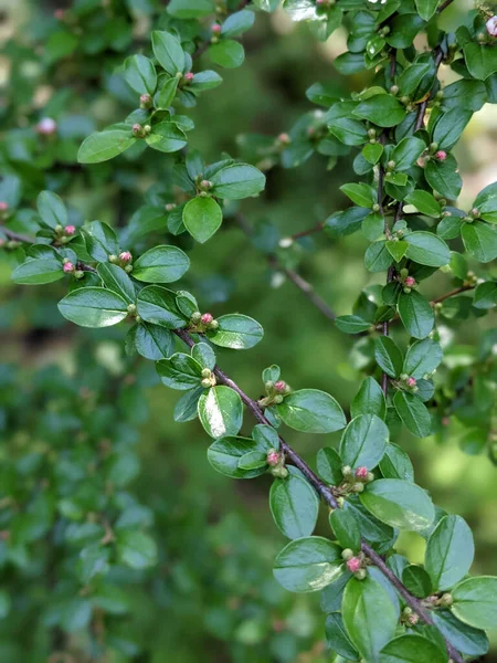 Schöne Frische Blätter Und Knospen Frühling — Stockfoto