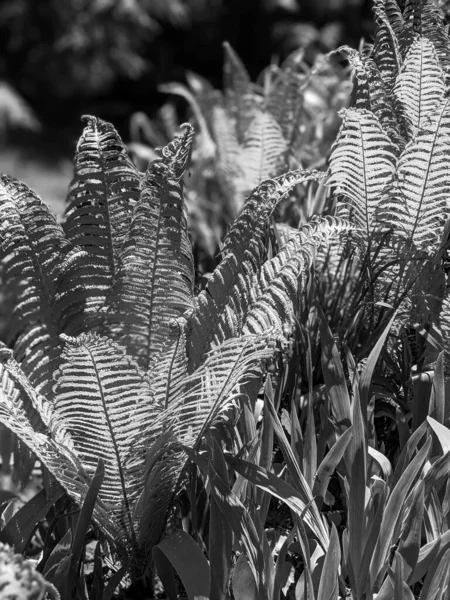 Primer Plano Las Hojas Helecho Fresco Bosque —  Fotos de Stock