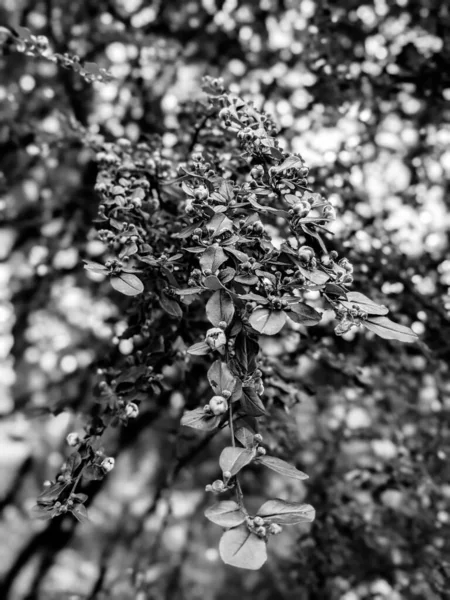 Belles Feuilles Bourgeons Arbres Frais Printemps — Photo