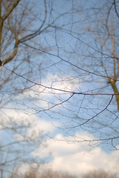 春に葉を持つ美しい木の枝 — ストック写真