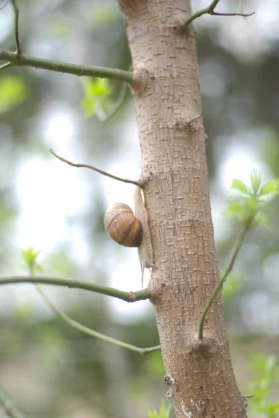 Nahaufnahme Eines Baumes Wald — Stockfoto